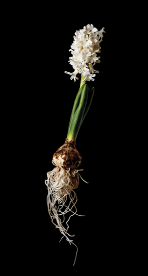 Spring-flowering bulbs can be brought indoors and "forced" to bloom during colder months.